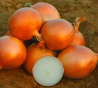 Семена озимого лука Коппер Болл F1 / Copper Ball F1, United Genetics