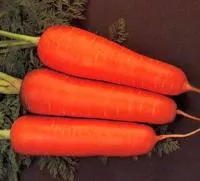Семена моркови Курода / Kuroda, United Genetics