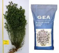 Люцерна GEA, Continental Semences S.p.A. (Италия)