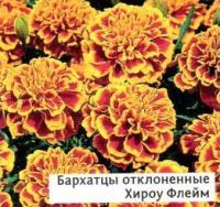 Саженцы бархатцев отклоненных Хироу Флейм