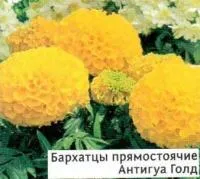 Саженцы бархатцев прямостоячих Антигуа Голд