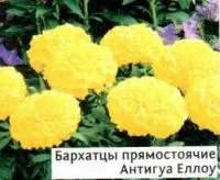 Саженцы бархатцев прямостоячих Антигуа Еллоу