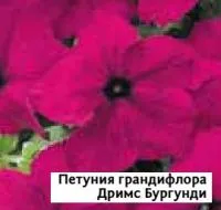 Саженцы пенунии грандифлоры Дримс Бургунди