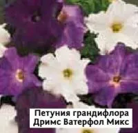 Саженцы пенунии грандифлоры Дримс Ватерфол Микс