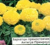 Саженцы бархатцев прямостоячих Антигуа Примроуз