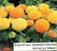 Саженцы бархатцев прямостоячих Антигуа Микс