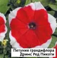 Саженцы пенунии грандифлоры Дримс Ред Пикоти