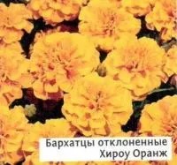 Саженцы бархатцев отклоненных Хироу Оранж