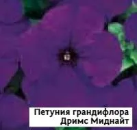 Саженцы пенунии грандифлоры Дримс Миднайт